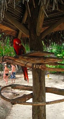 Costa Rica Parrot