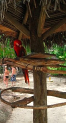 Costa Rica Parrot