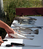 Cleaning Fish in St. Augustine Beach