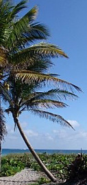 Palm on Deserted Beach