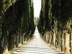 Italy Tree Lined Road