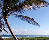 Bahamas Beach and Palm Bahamas Beach and Palm