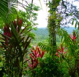 Costa Rica Rainforest