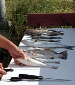 Cleaning Fish in St. Augustine Beach